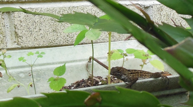 Brown anole3